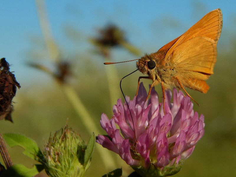 Farfalle (Hesperidae) in ambientazione
